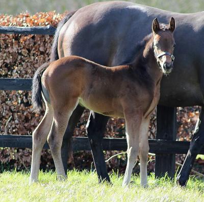 Gregorian ex Back On Baileys 